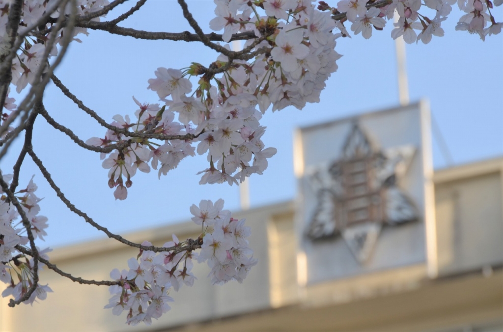 満開の桜を開きます。